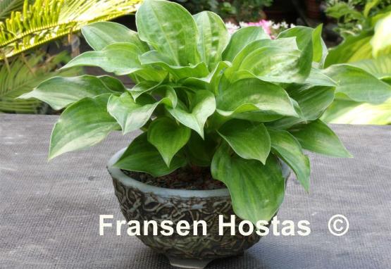 Hosta Frosted Mini Hearts